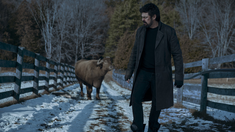 Butcher looks back at cow